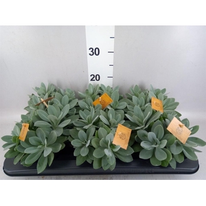 Senecio cephal. 'Mountain Fire'