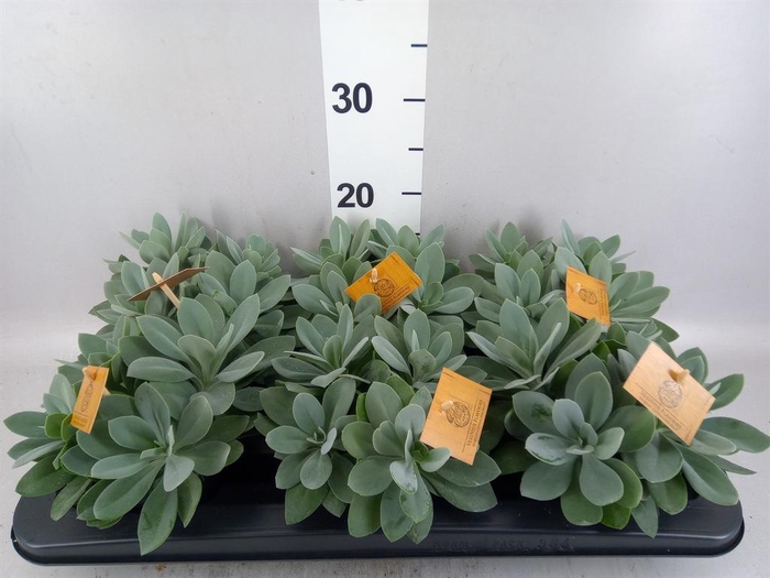 Senecio cephal. 'Mountain Fire'
