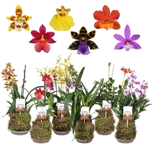 Forest Orchids 2 tak 14 cm met terracotta schaal