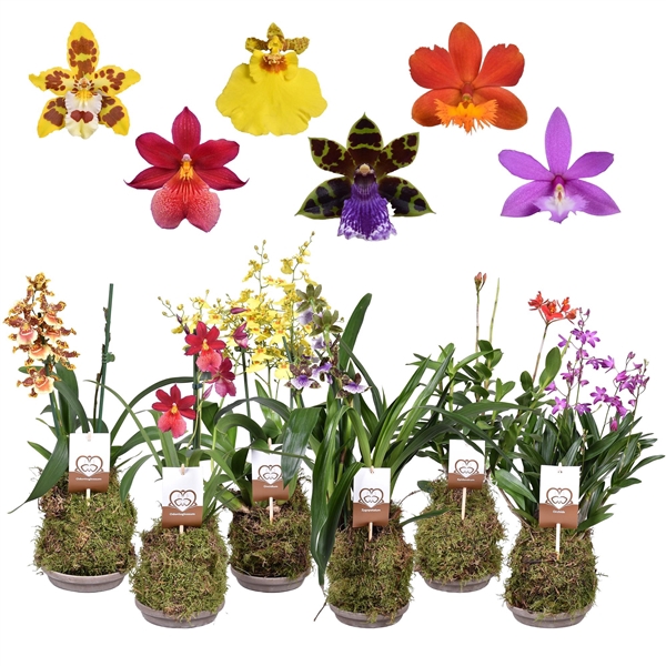 <h4>Forest Orchids 2 tak 14 cm met terracotta schaal</h4>