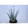 ALOE VERA VB3 MIN 40 CM
