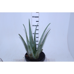 ALOE VERA VB3 MIN 40 CM
