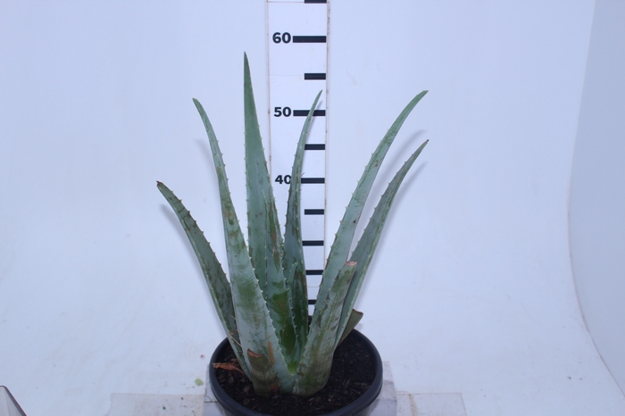 ALOE VERA VB3 MIN 40 CM