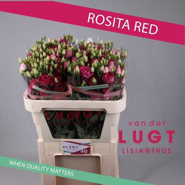 EUS G AROSA RED