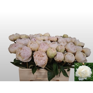 PAEO L BOWL OF CREAM