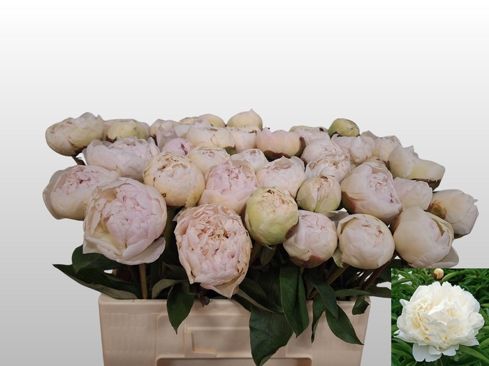 <h4>PAEO L BOWL OF CREAM</h4>