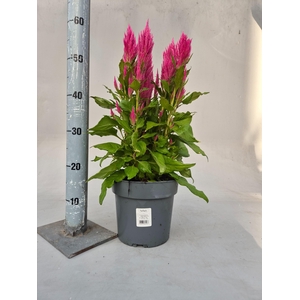 CEL PL KIMONO ROSE