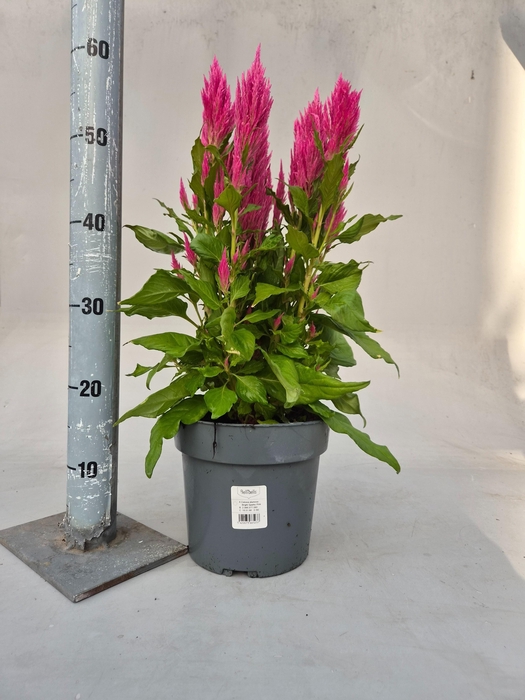 <h4>CEL PL KIMONO ROSE</h4>