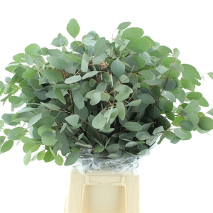 Euca Populus Long 300gr