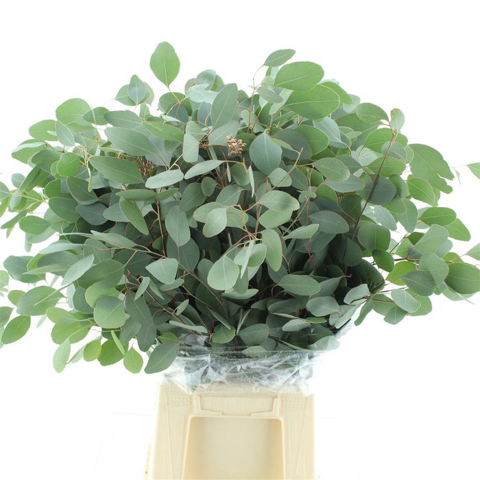 Euca Populus Long 300gr