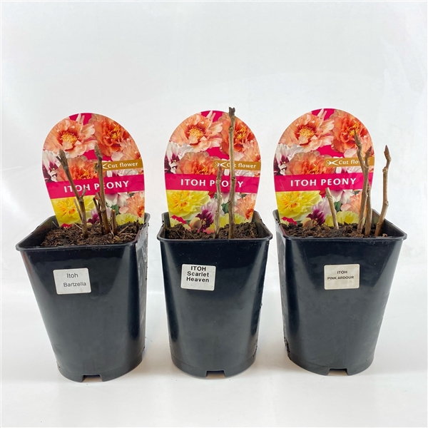 <h4>Paeonia 26CM 7L Itoh mix</h4>