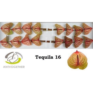 Anthurium Tequila