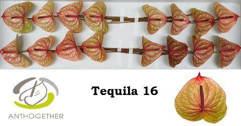 <h4>Anth A Tequila</h4>
