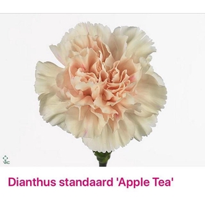 Dianthus st apple tea