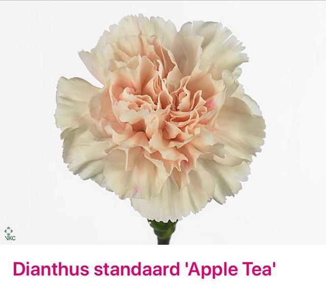 <h4>Dianthus st apple tea</h4>