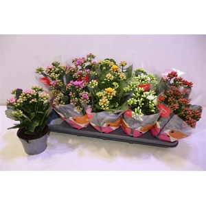 arr8 Kal Ge Rf Gem 5 Kl