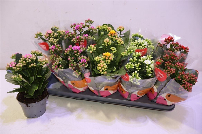 <h4>arr8 Kal Ge Rf Gem 5 Kl</h4>