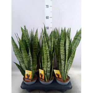 Sansevieria zeylanica