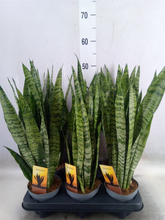 <h4>Sansevieria zeylanica</h4>