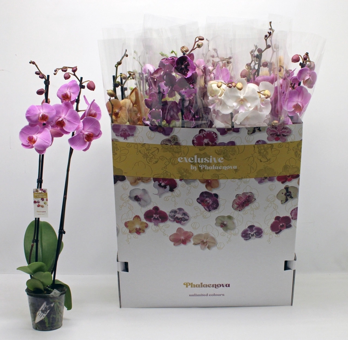 <h4>PHAL GEM 10 KL</h4>