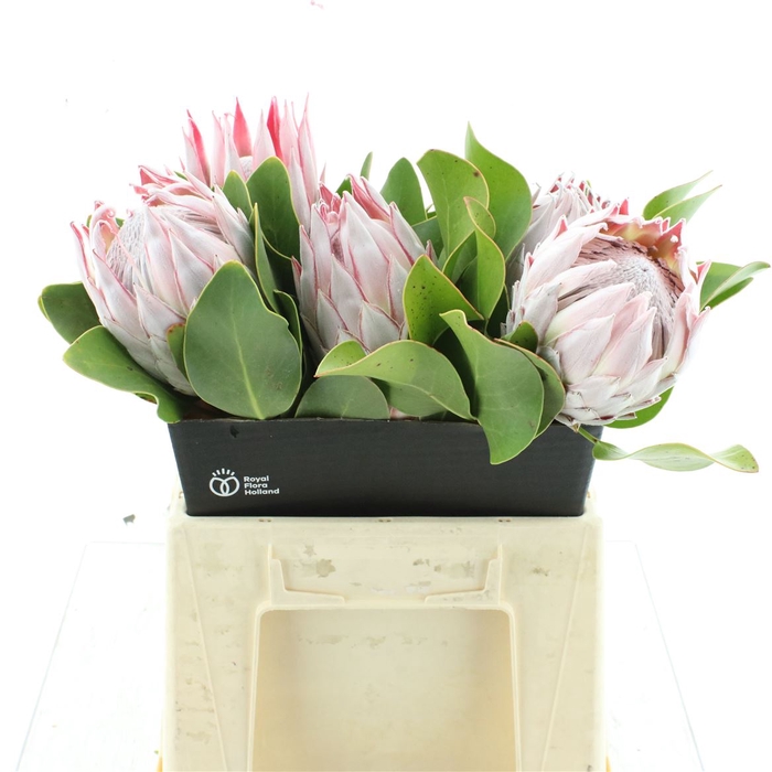 <h4>Protea Cynaroides</h4>
