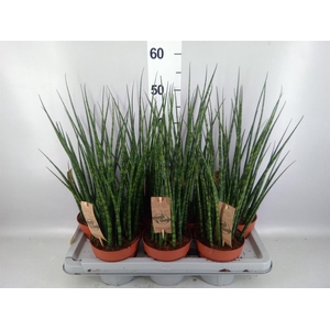 Sansevieria  'Fernwood'