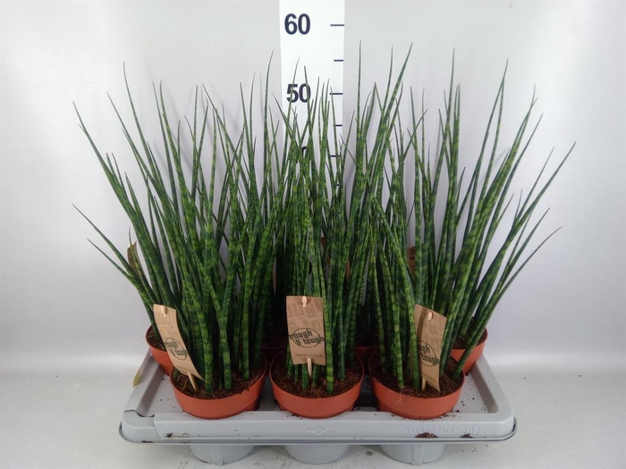 <h4>Sansevieria  'Fernwood'</h4>