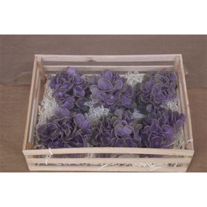 Wax Hydrangea Lila