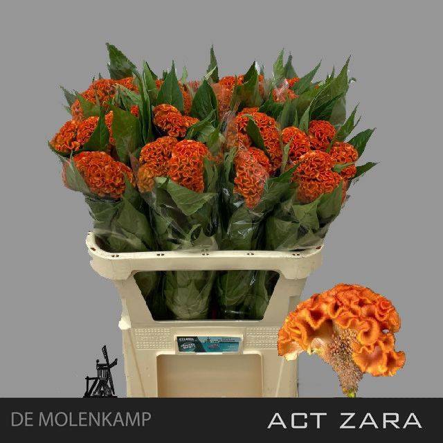 <h4>Cel C Act Zara</h4>