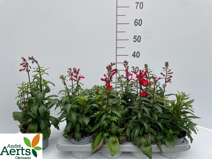 <h4>LOBE SPECIOSA</h4>