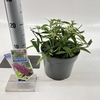 Buddleja