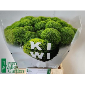 Di Barbatus Kiwi Mellow Green Valley