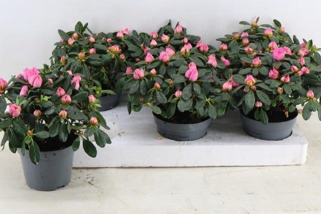 <h4>RHODO SI OV</h4>