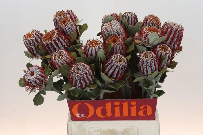 <h4>Banksia Coccinea</h4>