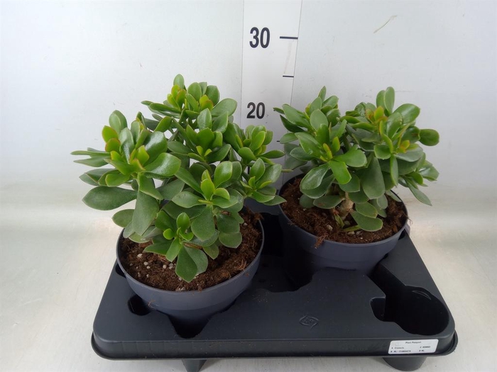 <h4>Crassula  'Minova Magic'</h4>