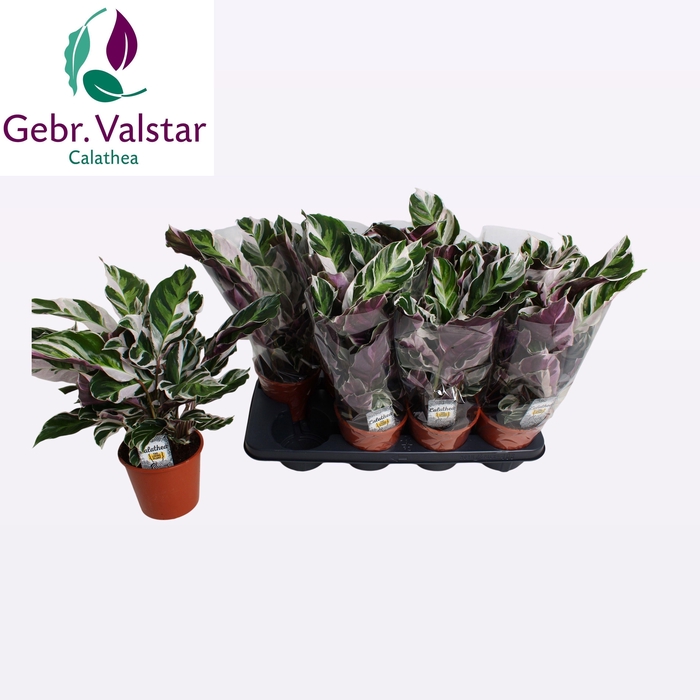 <h4>CALAT FUSION WHITE</h4>