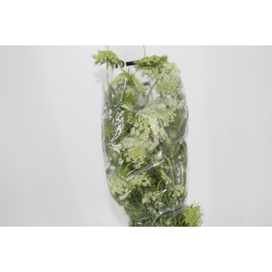 FLOR DE CENOURA BRANCO