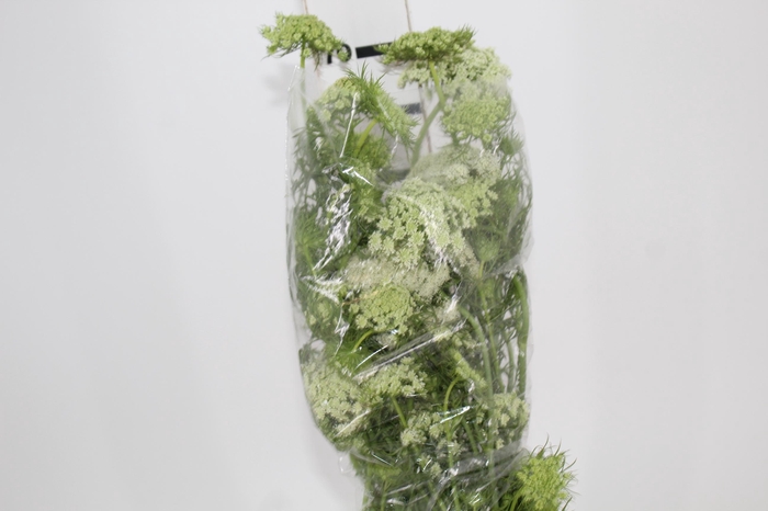 <h4>FLOR DE CENOURA BRANCO</h4>