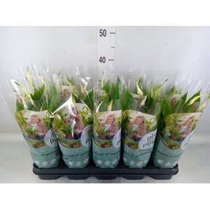 Spathiphyllum  'Bellini'