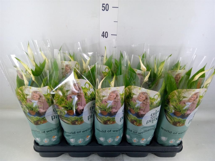 <h4>Spathiphyllum  'Bellini'</h4>