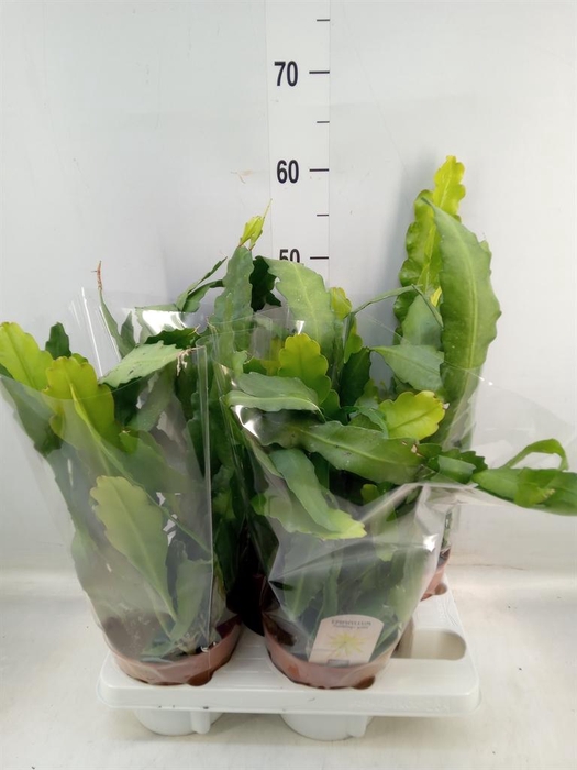 <h4>Epiphyllum   ...</h4>