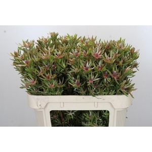 LEUCAD AYOBA ST PEAR