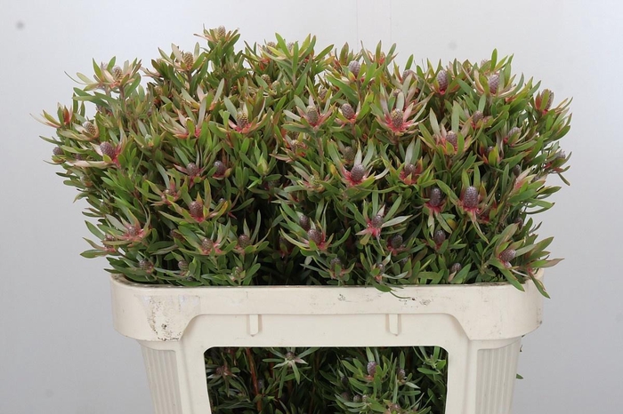 <h4>LEUCAD AYOBA ST PEAR</h4>