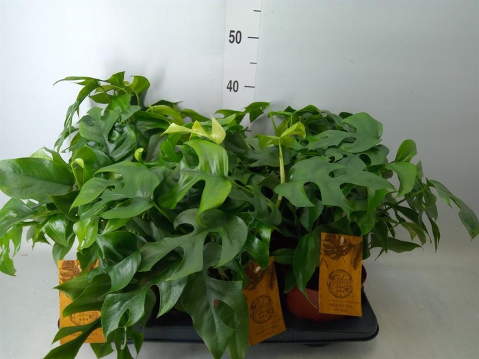 <h4>Monstera ...</h4>