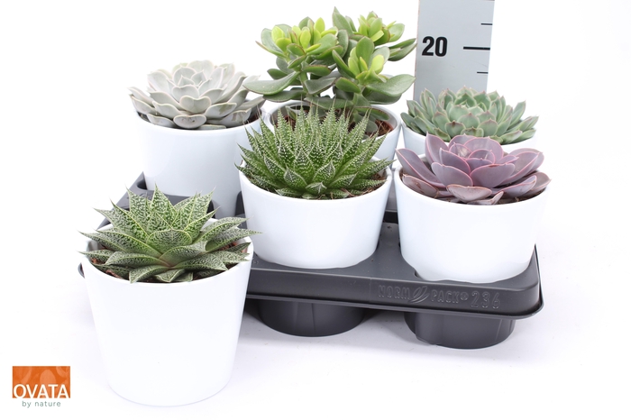 <h4>SUCC GEM 6 SRT</h4>