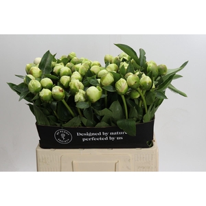 Paeonia Bridal Shower