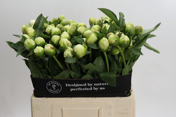 Paeonia Bridal Shower