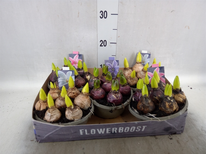 <h4>Hyacinthus orie.   ...mix</h4>