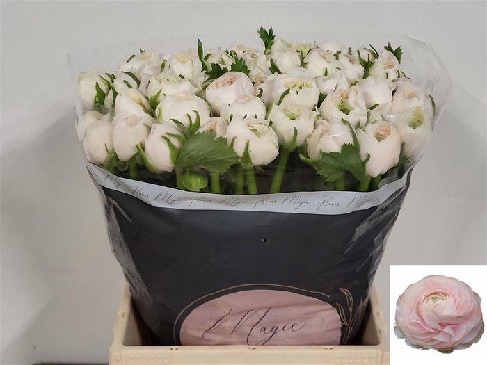 <h4>Ran Su Hanoi Super!!!!</h4>