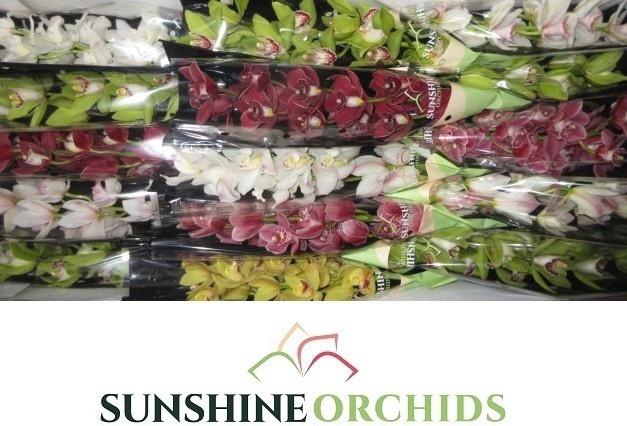 <h4>CYMB MI GEM</h4>